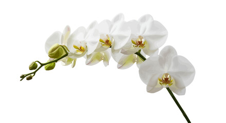 Obraz premium Elegant white Phalaenopsis orchid branch with multiple open blooms and developing buds, vector illustration.