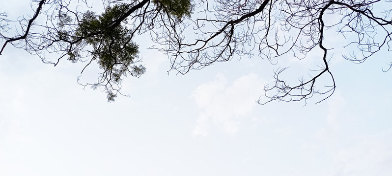 Bare tree branches against bright winter sky background.