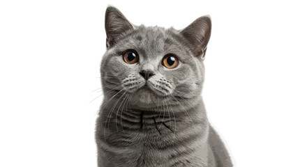 Illustrated portrait of an adorable grey British Shorthair cat with large, expressive amber eyes.