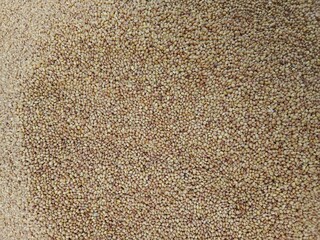 trifolium alexandrinum seeds pile show for sale in the market or Egyptian clover seed pattern background