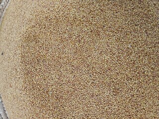 trifolium alexandrinum seeds pile show for sale in the market or Egyptian clover seed pattern background