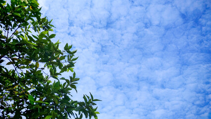 Tree against a cloudy blue sky