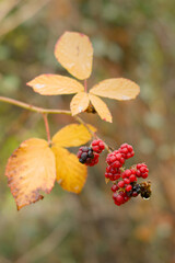 Vertical close up of a cluster of red and black wild berries with yellow leaves in the background