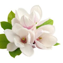Fototapeta premium Magnolia blossoms with green leaves on a black background