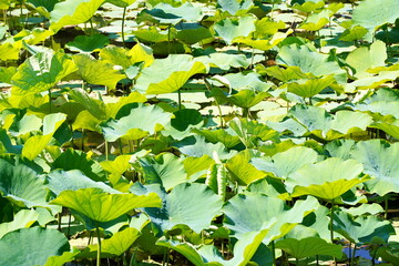 池いっぱいに広がる濃い緑色の蓮の葉が太陽の光を浴びて光り輝いている夏の水辺の風景写真です