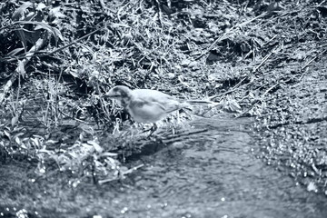 小川の縁に立つセグロセキレイを捉えた白黒写真水の流れと草の質感が強調され夏の静かな水辺の情景です