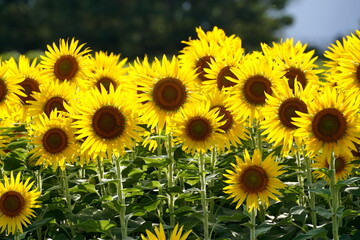 真夏の強い日差しを浴びて背の高いひまわりの花が一斉に空を向いて咲いている力強く鮮やかな夏の風景です
