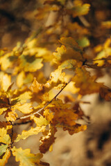 Autumn oak branches with orange and red leaves