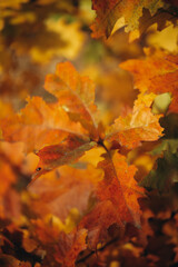 Autumn oak branches with orange and red leaves
