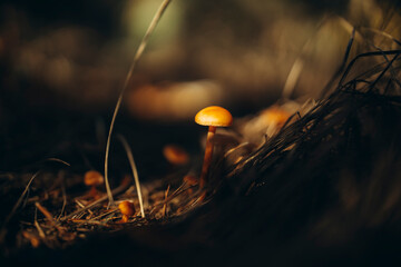A red-capped mushrooms fly agaric in an autumn coniferous forest hid in pine branches, An orange...