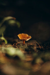 A red-capped mushrooms fly agaric in an autumn coniferous forest hid in pine branches, An orange mushroom is hiding in the coniferous branches, the warm rays of the setting sun are falling on the mush