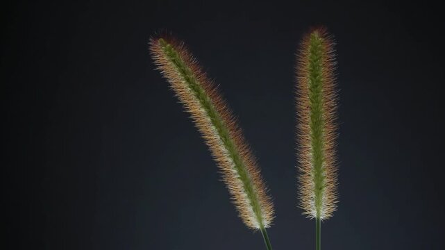 Tokyo,Japan - October 23, 2025: Closeup of a wet green bristle grass on black background
