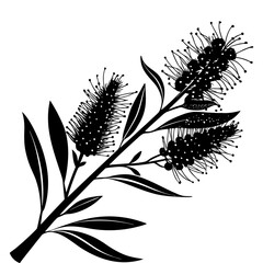 Bottlebrush Flower, Branch Black Silhouette, Botanical Design Element Vector Illustration. Floral Art Print, Australian Native Plant Decoration, Isolated Bushy Graphic Pattern.