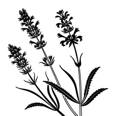 Elegant Lavender Bouquet Silhouette Illustration. Herbal Floral Graphic Decor Element For Botanical Design Projects, and Wellness Industry Aesthetic Branding.