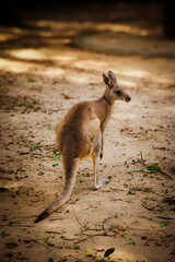 A kangaroo standing on sandy ground surrounded by dry leaves, captured in natural daylight