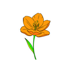A simple and elegant illustration of a single vibrant orange lily flower with a green stem and leaf, isolated on a clean white background for a fresh, botanical feel
