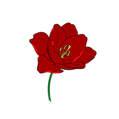 Radiant Red Tulip A Vibrant Floral Illustration for Spring and Botanical Designs