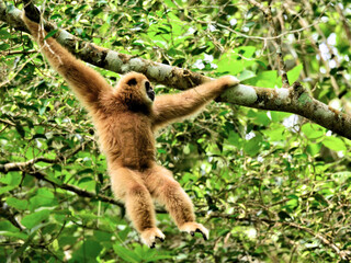 A White-handed Gibbon perched alertly on a tropical tree branch in Kaeng Krachan NP Thailand © KC-Bird&Nature