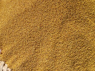 trifolium alexandrinum seeds pile show for sale in the market or Egyptian clover seed pattern background