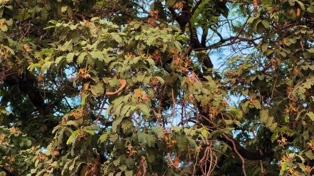 Wide shot of a tamarind tree filled with ripening pods and orange-yellow blossoms, bathed in warm sunlight &mdash; capturing the beauty and abundance of the tropical harvest season.