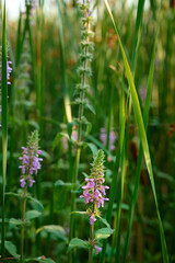 Closeup of the pink flowers of marsh woundwood (Stachys palustris).