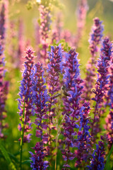 Purple sage flowers blooms in the summer meadow.