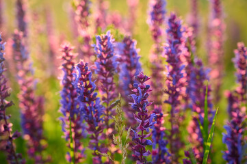 Purple sage flowers blooms in the summer meadow.