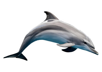 Obraz premium Dolphin isolated on transparent or white background
