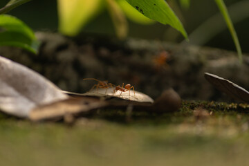A macro close-up of a fire ant walking on a dry leaf in the forest with a blurred bokeh background.