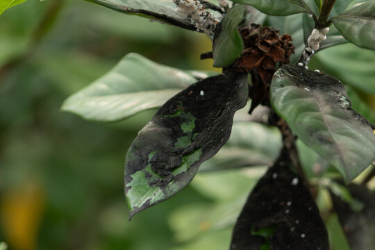A close-up of plant leaves infected with sooty mold fungus and possibly mealybugs, a concept of plant disease and pest infestation.