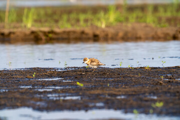 Red necked stint feeding at Revuboe River Mozambique
