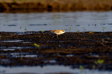 Red necked stint feeding at Revuboe River Mozambique