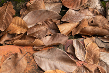 A close-up top-down background texture of a pile of dry brown fallen leaves in autumn.