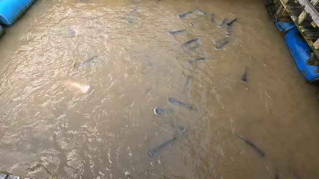 Pangasius fish (Vietnamese catfish) swimming in a fish farm on a brown river in the Mekong Delta, Vietnam, actively splashing near wooden docks.
