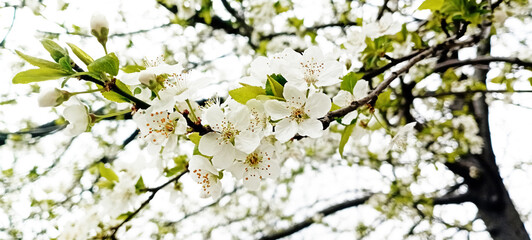 spring allergies, allergy to flowers