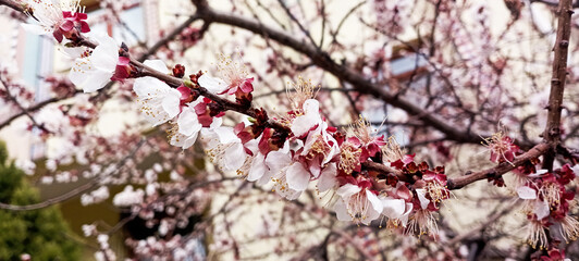 spring allergies, allergy to flowers