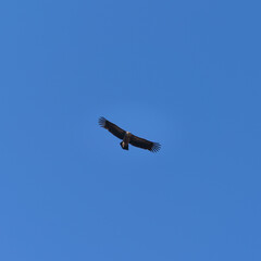 A lone vulture soars against a clear blue sky