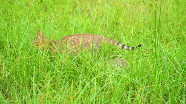 Tabby kitten chasing on the grassy field