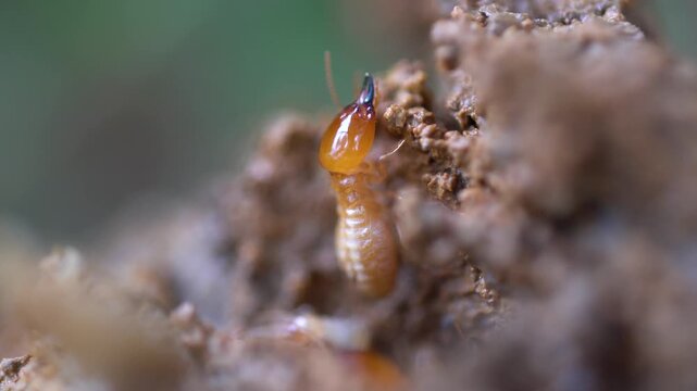 Macro termites walking on fallen wood