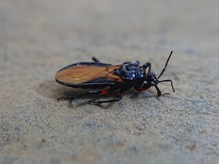 red spot assassin bug