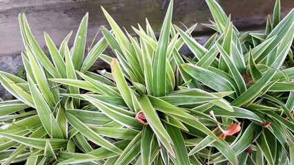 Healthy and Vibrant Spider Plant (Chlorophytum comosum): Close-Up of Lush Green Leaves with White...