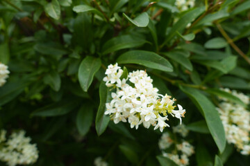 Ivory white flowers of Ligustrum vulgare in mid June