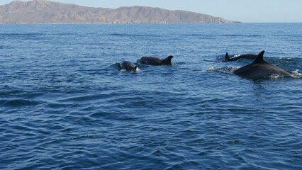 Obraz premium Dolphins