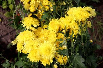 A bush of bright yellow chrysanthemums in a garden flowerbed in autumn - horizontal color photo, close-up