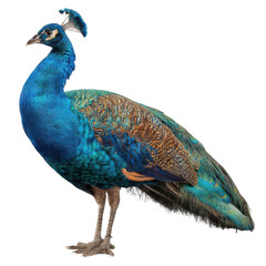Obraz premium Indian peacock profile png bird png feathers png colorful png iridescent png wildlife png nature png plumage png tail png elegant png transparent background image