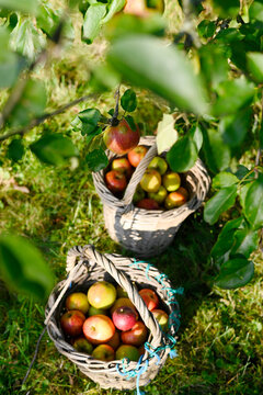 Harvested apples in baskets under tree in Altes Land garden in autumn