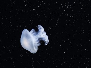Jellyfish, Pacific Ocean