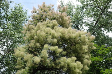 Large pinkish beige inflorescences of smoke bush in June
