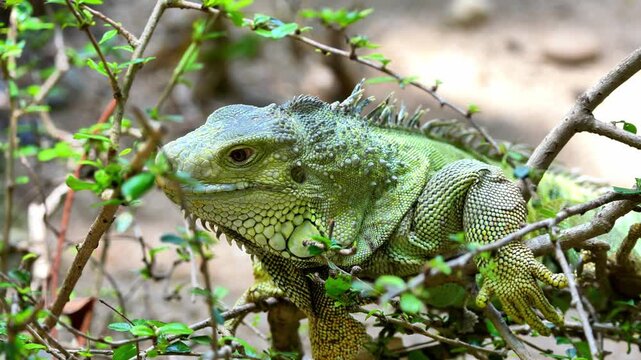 green iguana on tree, green iguana climbing branches, green iguana in natural habitat