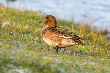 A wild wigeon duck walks along the river bank.